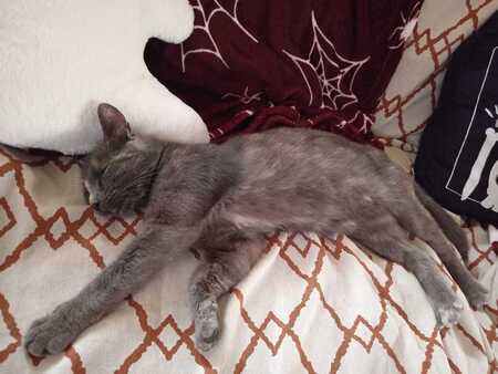 Adopter Mushue