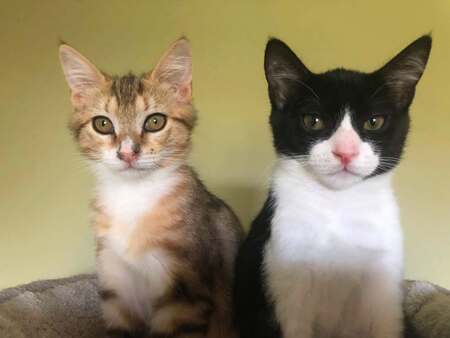 Adopter Rubin