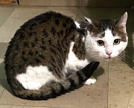 Adopter Valentin