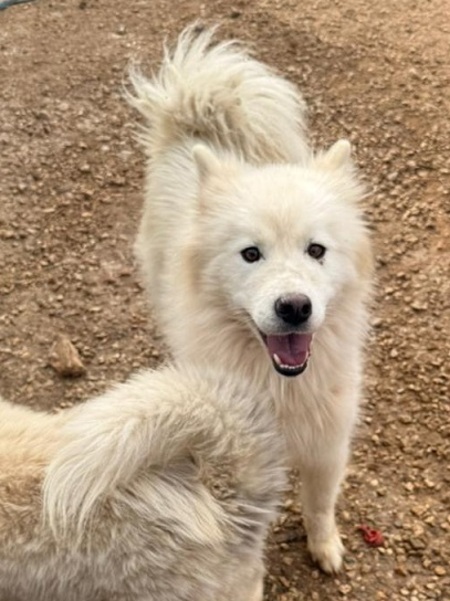 Adopter Cloud