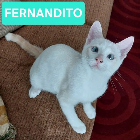 Adopter Fernandito Duo Tinito