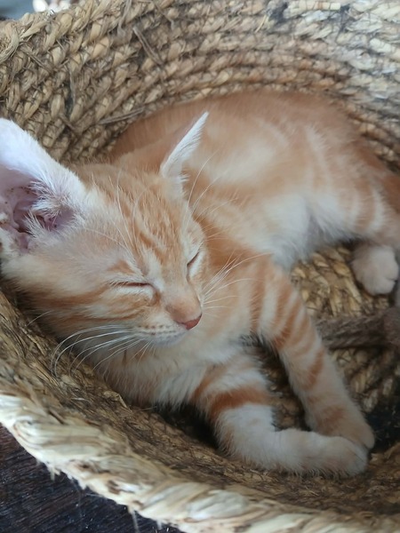 Adopter Sunny