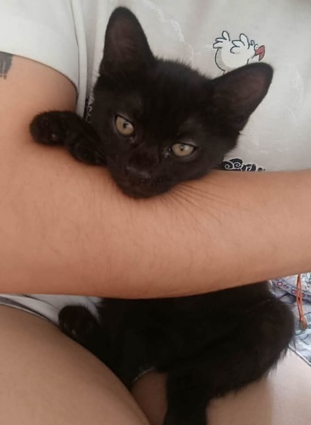 Adopter GUINNESS
