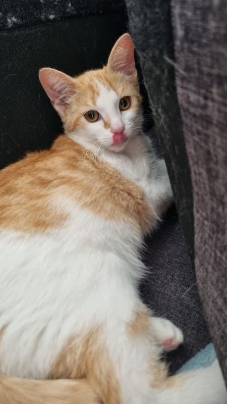 Adopter Bella