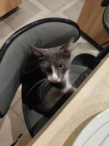 Adopter Boreal 