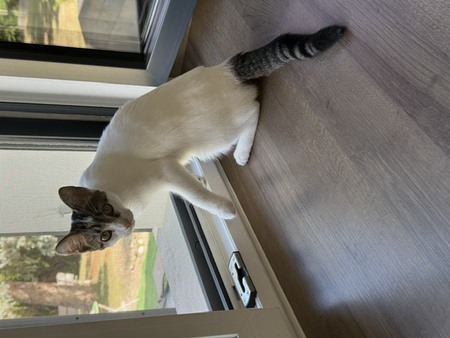 Adopter Bernadette