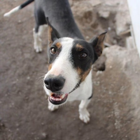 Adopter Miki