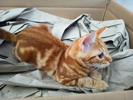 Adopter Spooky
