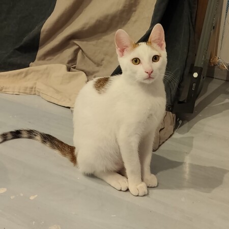 Adopter Chantilly