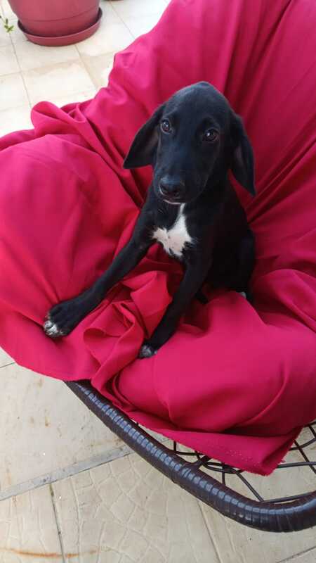 Adopter Molly