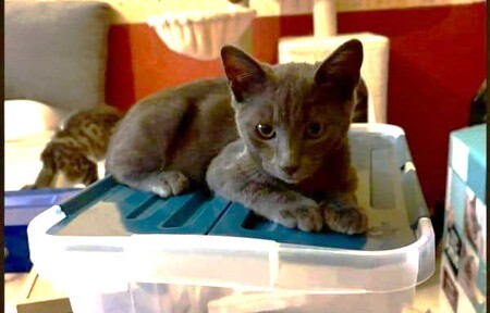 Adopter Gray