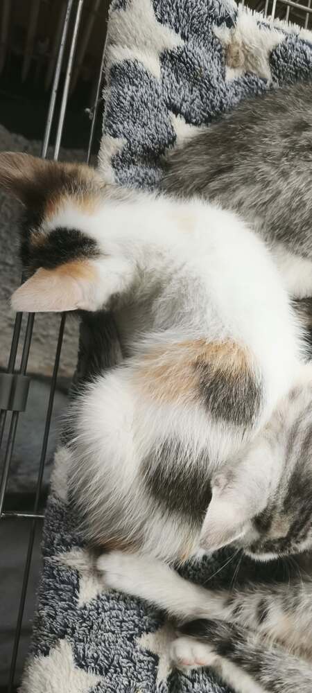 Adopter Quenelle