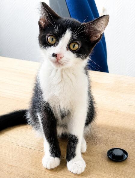 Adopter Baya