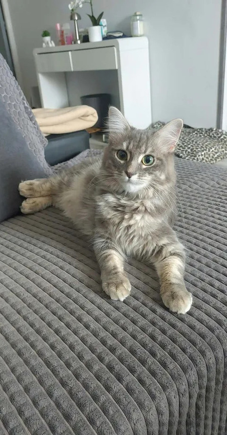 Adopter Genelie