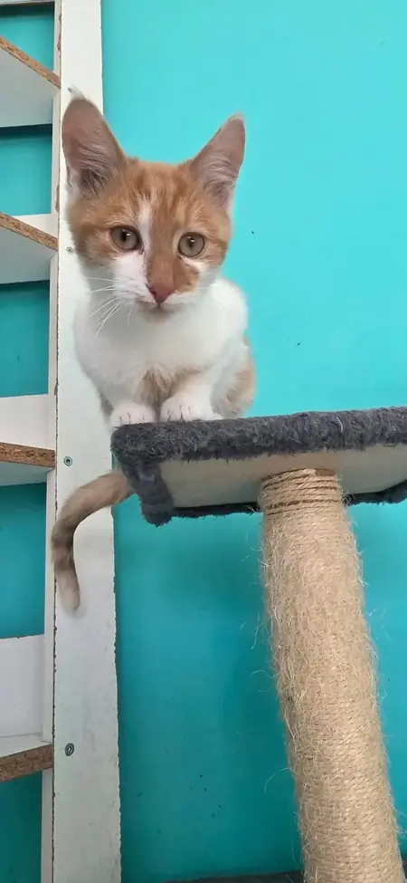 Adopter Kojak