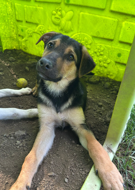 Adopter Tiana