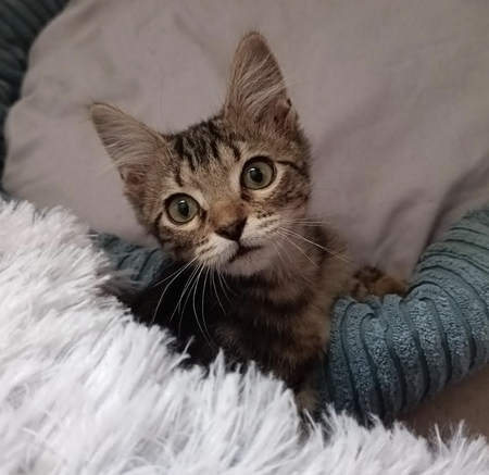 Adopter Mae 