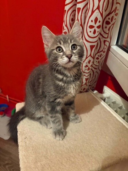 Adopter Mochi