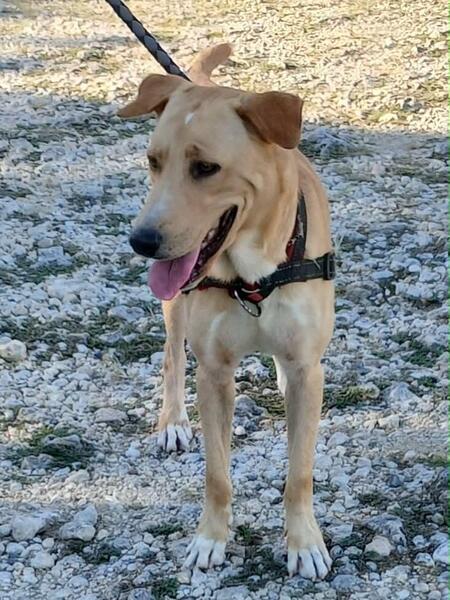 Adopter Kiko
