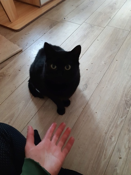 Adopter Mysticat