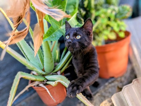 Adopter Gaston