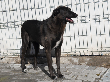 Adopter Moorea