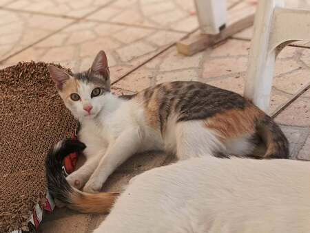Adopter BALZANE et BITHIAH