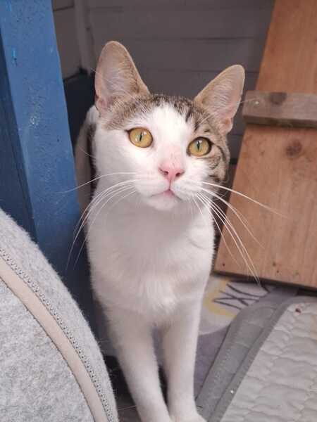 Adopter LANCELOT
