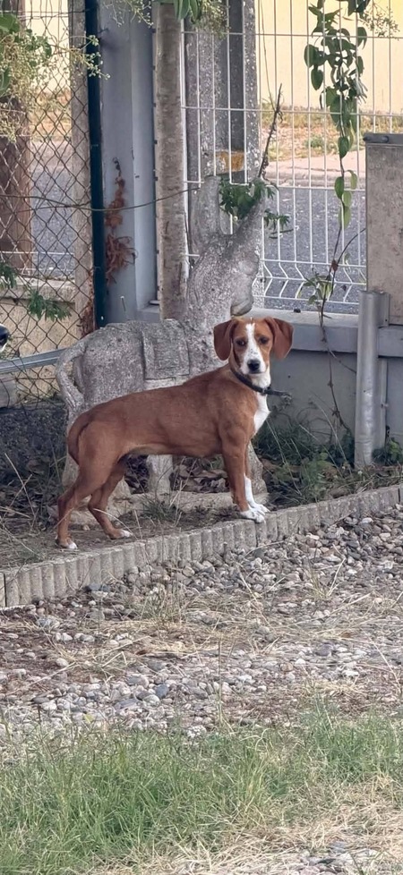 Adopter Boly