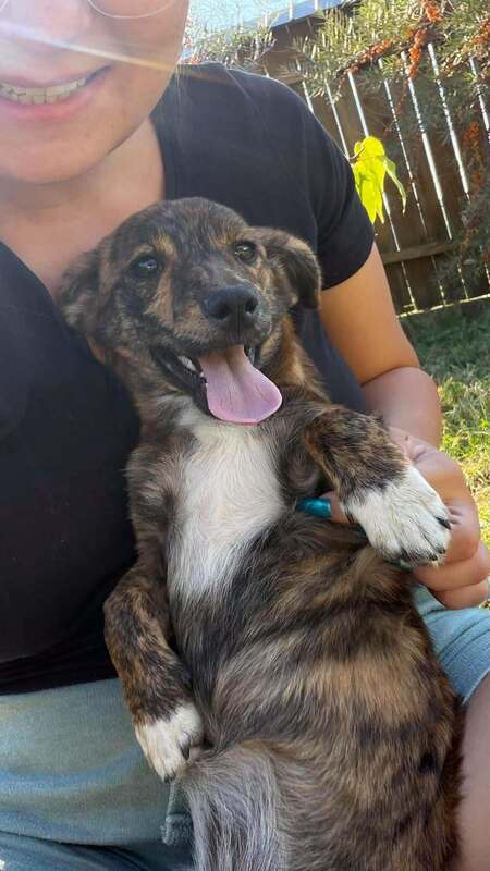 Adopter Rainbow