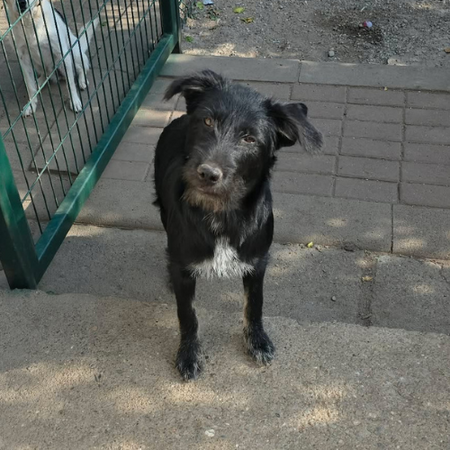 Adopter Karla