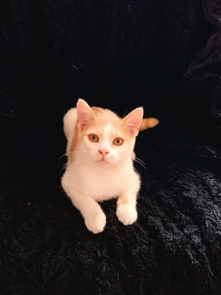 Adopter Gellifrey