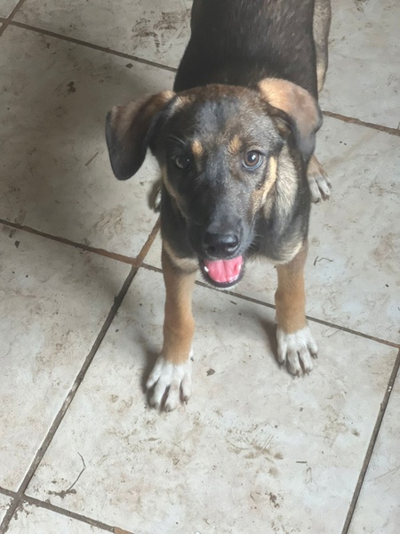 Adopter Immie