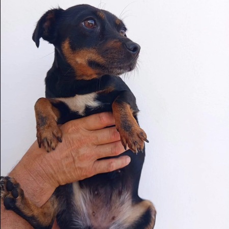 Adopter Zara