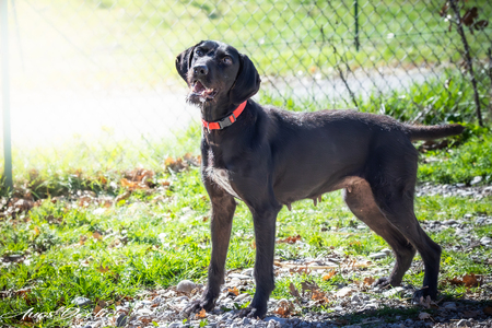 Adopter Nova