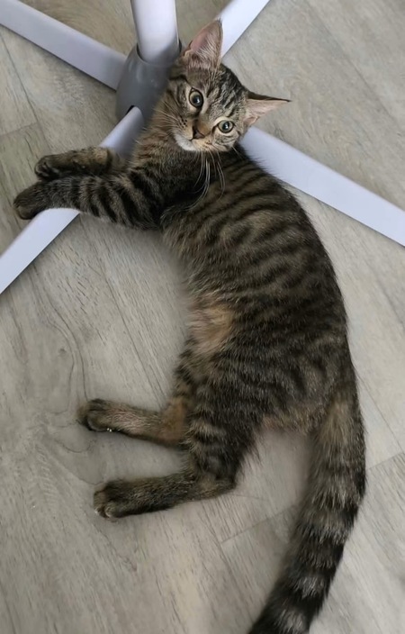 Adopter Pitchou