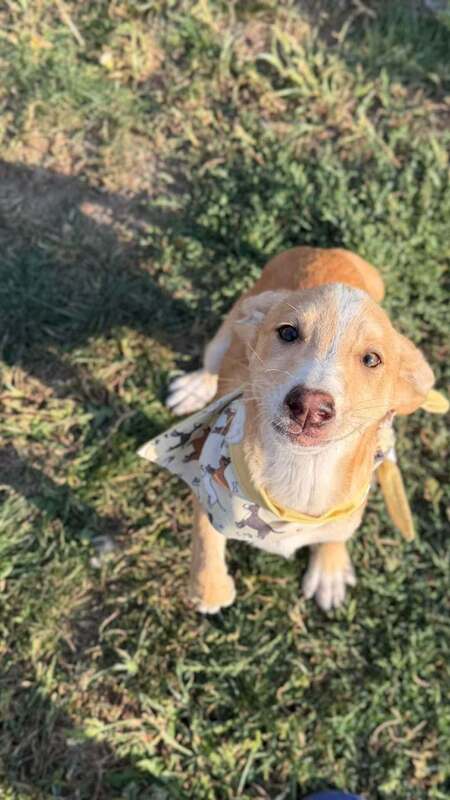 Adopter Anatole