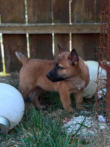 Adopter Speculoos