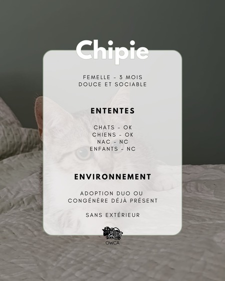 Adopter Chipie