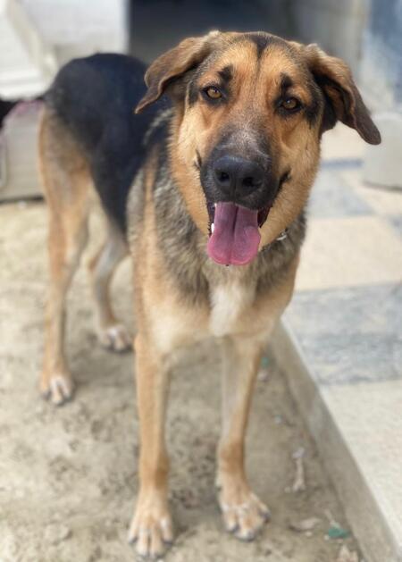 Adopter Max