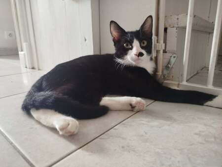 Adopter Bretelle 