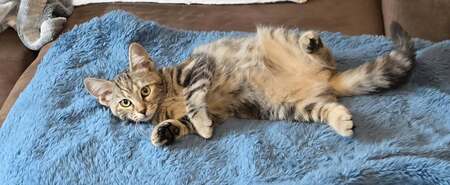 Adopter Bonnie