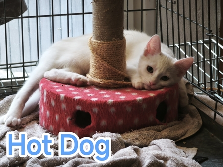 Adopter Hot Dog