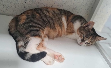 Adopter BARBOUILLE