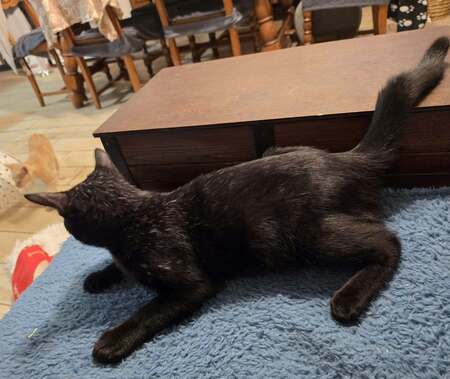 Adopter Shepa
