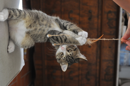 Adopter Plume
