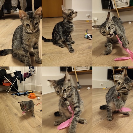Adopter Bambou 