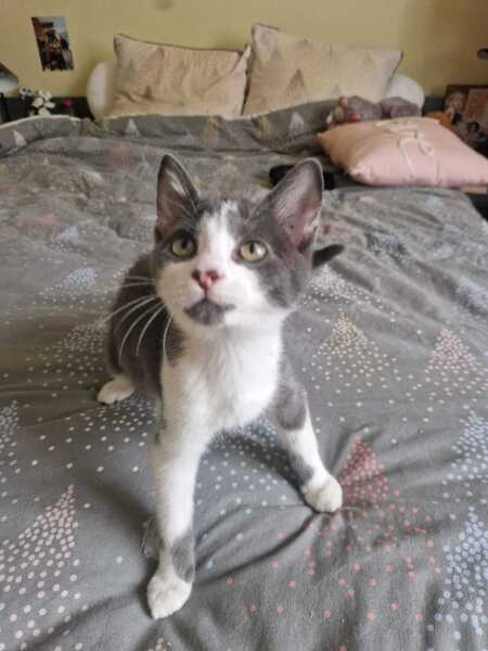 Adopter Léon