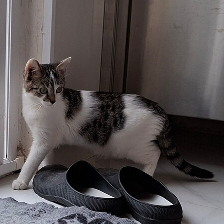 Adopter BLOSSOM