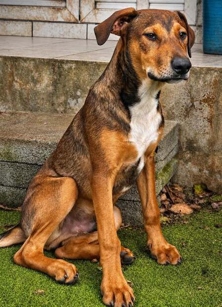 Adopter Blue